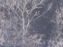 Bald Eagles