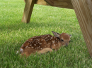 Fawn